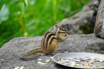 シマリスが食べる