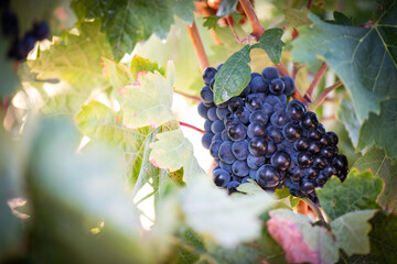 Vino, viña, uva, vid, vendimia, otoño, estación, recogida, fruto, tinto, claro, mosto.