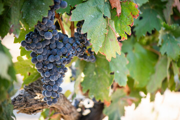 Vino, viña, uva, vid, vendimia, otoño, estación, recogida, fruto, tinto, claro, mosto.