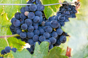 Vino, viña, uva, vid, vendimia, otoño, estación, recogida, fruto, tinto, claro, mosto.