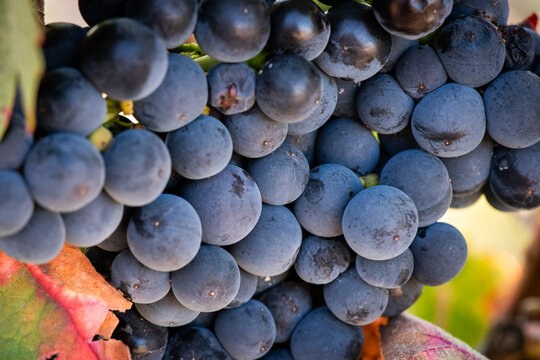 Vino, vi&ntilde;a, uva, vid, vendimia, oto&ntilde;o, estaci&oacute;n, recogida, fruto, tinto, claro, mosto.