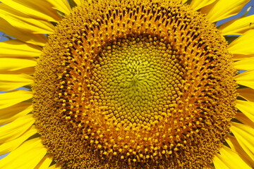 This picture features a close-up of a vibrant sunflower. The sunflower has a large, circular central disk composed of many tiny flowers, known as florets, surrounded by bright yellow petals. 