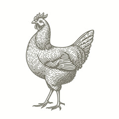 engraving of a drawing of a chicken on a white background