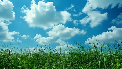 Fototapeta premium Green grass field under the sun
