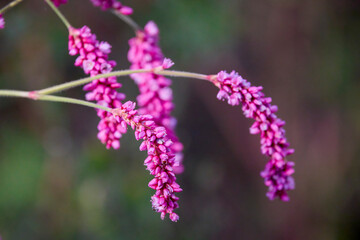 close up with a wildflower with blurred background