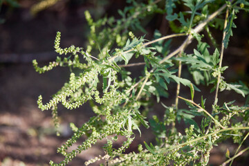 close up with a ragweed plant, one of the most common allergic plants
