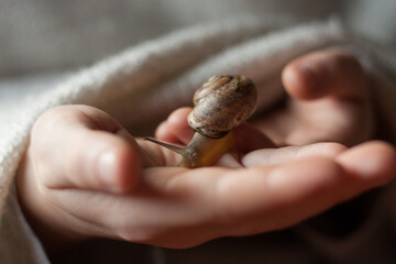 Close up boy hands play with a snail. Fun for children. Playing, curiosity, concept