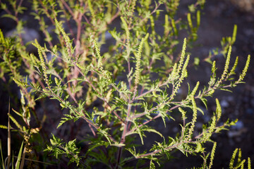 close up with a ragweed plant, one of the most common allergic plants