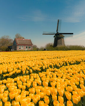 Aerial view of vibrant tulip fields with a traditional windmill, 't Zand, North-Holland, Netherlands.