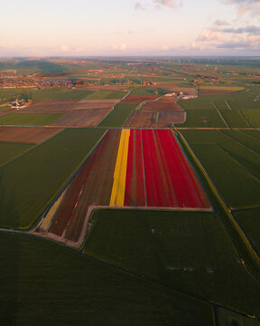 Aerial view of colorful tulip fields in bloom at sunrise, Alkmaar, Netherlands.