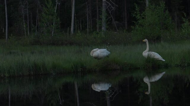 Whooper Swan, Cygnus cygnus, big white bird in the taiga lake in the summer forest, Kuhmo, Finland. Piar of swans in nature habitat. Euurope, wildlife nature.