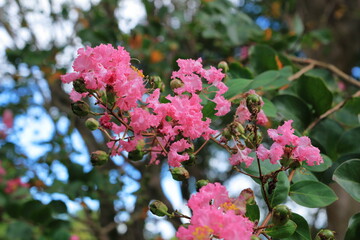 サルスベリの花と実