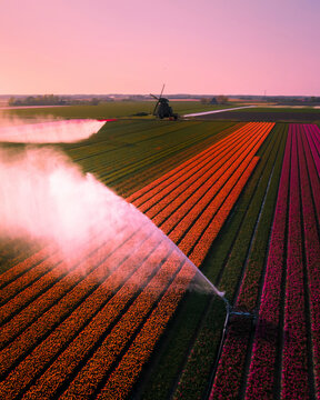 Aerial view of vibrant tulip fields with a windmill and sprinklers in spring, 't Zand, Netherlands.