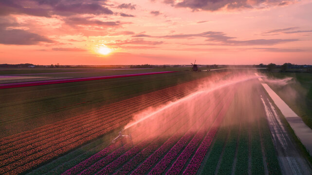 Aerial view of vibrant tulip fields with a windmill and sprinklers at sunset, 't Zand, North-Holland, Netherlands.