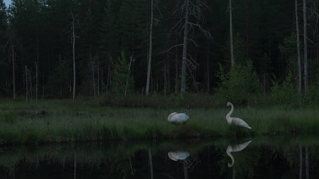 Whooper Swan, Cygnus cygnus, big white bird in the taiga lake in the summer forest, Kuhmo, Finland. Piar of swans in nature habitat. Euurope, wildlife nature.