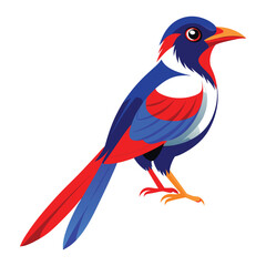 Obraz premium red billed blue magpie birds color eps file 