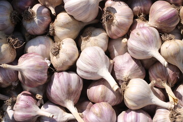 Lots of organic garlic bulbs