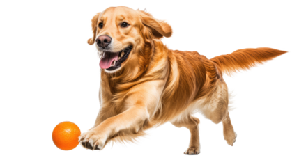 Happy golden retriever puppy playing with a ball