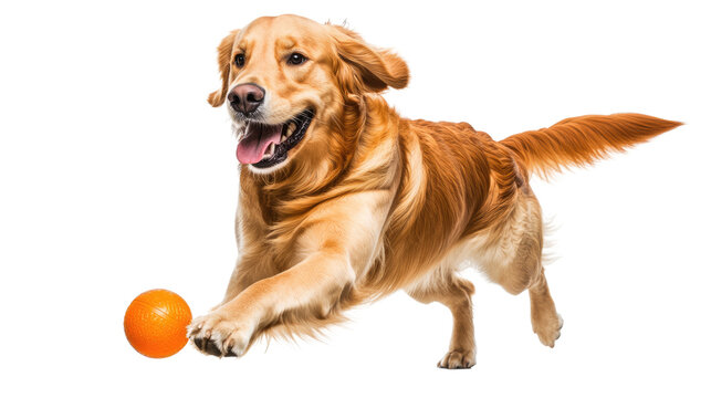 Happy golden retriever puppy playing with a ball