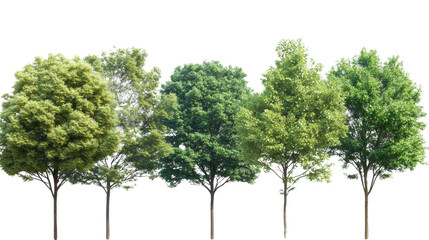 Obraz premium A tall green tree isolated on a white background with a clear view of its leaves and trunk