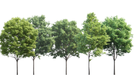 A tall green tree isolated on a white background with a clear view of its leaves and trunk