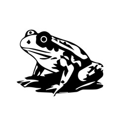 frog on white background