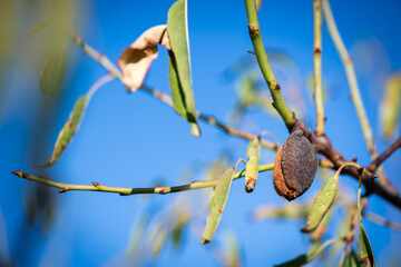 almendro, almendra, seca, otoño, amargo, pobre, triste, solo, cáscara, 