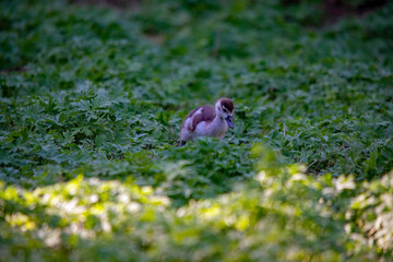 Kleines Nilgansküken auf Nahrungssuche