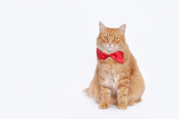 Obraz premium Ginger cat isolated on white. Smart Cat. Happy birthday concept. Orange cat wearing red bow tie looking at the camera. Gentleman cat. Festive greeting card. Calendar, event agency. 