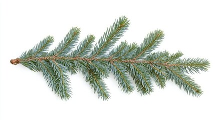 Horizontal Christmas tree branch blue spruce isolated on white background