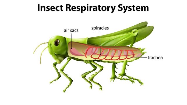 Grasshopper Respiratory System Animation
