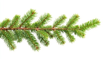 Horizontal Christmas tree branch isolated on white background
