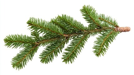 Obraz premium Horizontal Christmas tree branch isolated on white background
