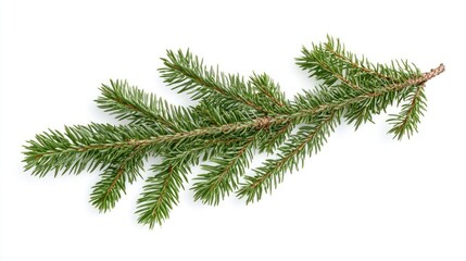 Horizontal Christmas tree branch isolated on white background