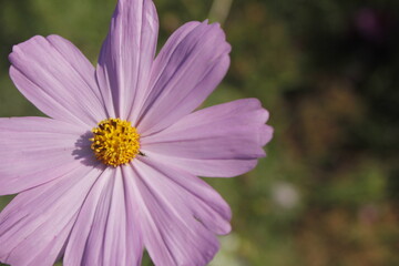 This picture shows a close-up of multiple pink flowers, possibly Cosmos flowers, in full bloom. The image captures the delicate petals and bright yellow centers of the flowers. 