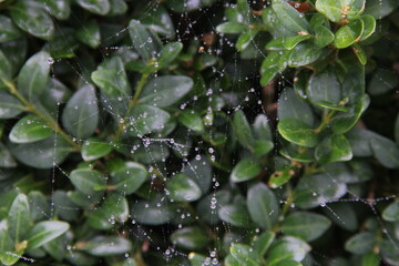 Spider web threads covered with dew drops against the background of bush branches with green leaves
