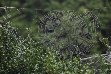 Large round centric spider web covered with dew drops between branches of a bush with green leaves