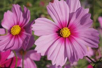 This picture shows a close-up of multiple pink flowers, possibly Cosmos flowers, in full bloom. The image captures the delicate petals and bright yellow centers of the flowers. 