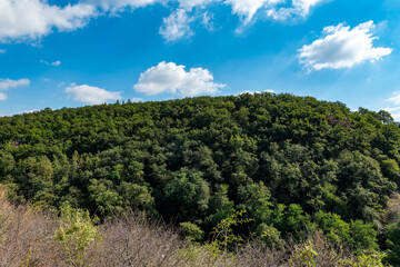 Obraz premium lush green hillside with a clear blue sky