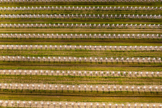 Aerial view of a field of young citrus trees covered with exclusion bags for pest control, Fellsmere, United States.