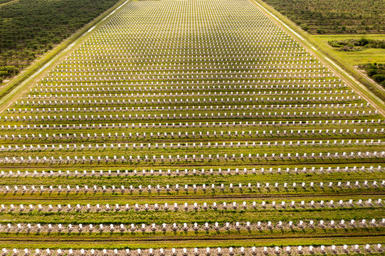 Aerial view of a field of young citrus trees covered with exclusion bags for pest prevention, Fellsmere, United States.