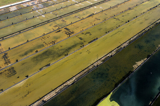 Aerial view of Parabel Nutrition aquaculture facility with raceways and water lentil crops, Fellsmere, United States.