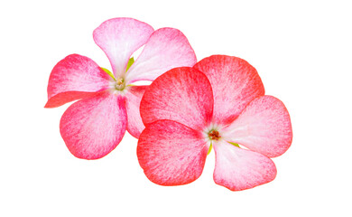 Pelargonium flower isolated