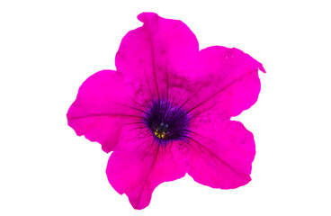 Naklejka premium pink petunia isolated