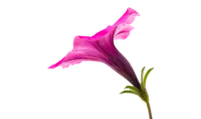 pink petunia isolated