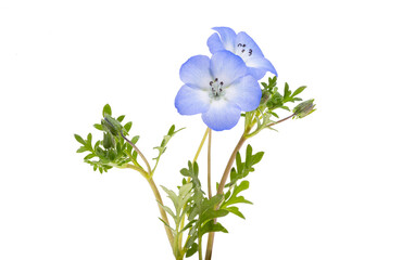 beautiful nemophila flower