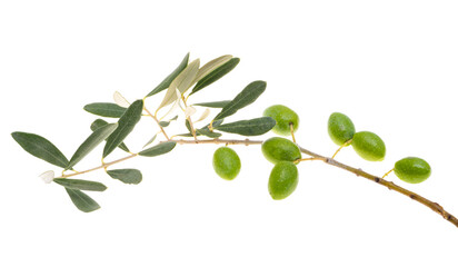 branch with green olives