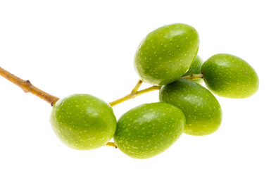branch with green olives