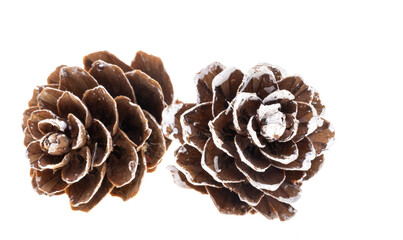 small pine cones isolated