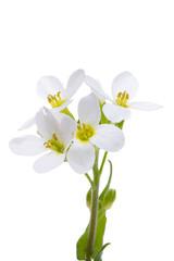 Cress alpine isolated